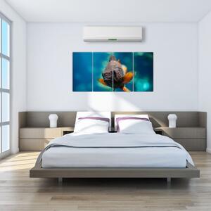 Obraz - ryba (Obraz 160x80cm)