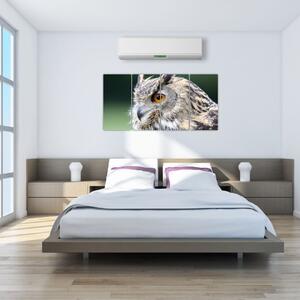 Vyzerajúce sova - obraz (Obraz 160x80cm)