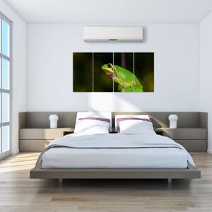 Obraz žaby (Obraz 160x80cm)