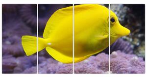 Obraz - žlté ryby (Obraz 160x80cm)
