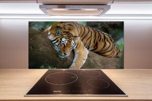Panel do kuchyne Tiger na strome pksh-4289086