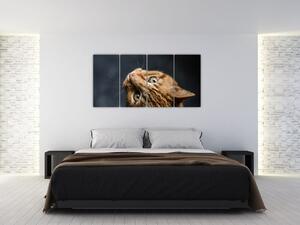 Moderný obraz - mačky (Obraz 160x80cm)
