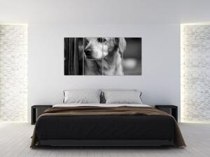 Čiernobiely obraz psa (Obraz 160x80cm)