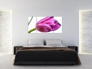Obraz ružového tulipánu (Obraz 160x80cm)