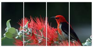 Obraz vtákov - červená (Obraz 160x80cm)