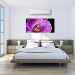 Obraz - orchidea (Obraz 160x80cm)