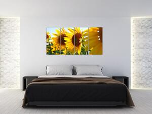 Obraz slnečníc na stenu (Obraz 160x80cm)