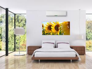 Obraz slnečníc na stenu (Obraz 160x80cm)