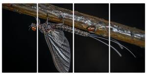 Obraz - hmyz (Obraz 160x80cm)