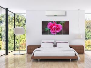 Obraz ruže na stenu (Obraz 160x80cm)