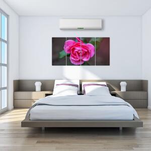 Obraz ruže na stenu (Obraz 160x80cm)