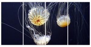 Obraz - medúzy (Obraz 160x80cm)
