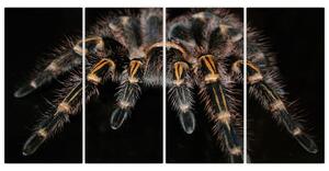 Obraz - Tarantula (Obraz 160x80cm)