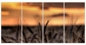 Detail pšenica, obraz (Obraz 160x80cm)