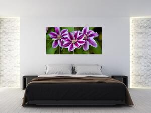 Súkvetia rastliny, obraz do bytu (Obraz 160x80cm)