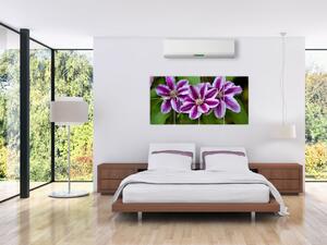 Súkvetia rastliny, obraz do bytu (Obraz 160x80cm)