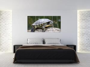 Obraz suchozemské korytnačky (Obraz 160x80cm)