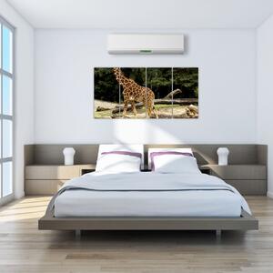 Obraz žirafy (Obraz 160x80cm)