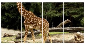 Obraz žirafy (Obraz 160x80cm)