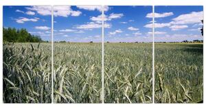 Pole pšenice - obraz (Obraz 160x80cm)