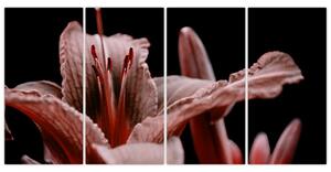 Detail kvety - obraz (Obraz 160x80cm)