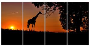 Obraz žirafy v prírode (Obraz 160x80cm)