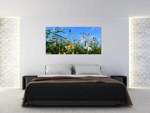 Obraz lúčnych kvetov (Obraz 160x80cm)