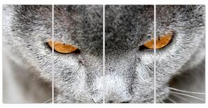 Mačka - obraz (Obraz 160x80cm)
