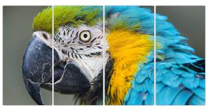 Papagáj - obraz (Obraz 160x80cm)