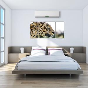 Leopard - obraz (Obraz 160x80cm)