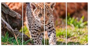 Mláďa leoparda - obraz do bytu (Obraz 160x80cm)