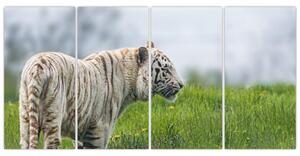 Tiger - obraz (Obraz 160x80cm)