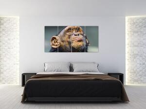 Opica - obrazy (Obraz 160x80cm)
