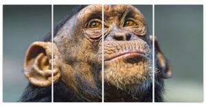 Opica - obrazy (Obraz 160x80cm)