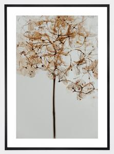 Plagát s fotografiou suchého kvetu