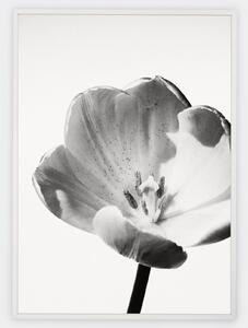 Plagát s fotografiou bieleho tulipánu