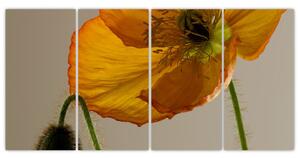 Žltý kvet - obraz (Obraz 160x80cm)