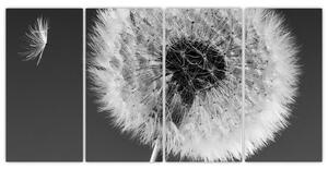 Odkvitnutá púpava - obraz kvetín (Obraz 160x80cm)
