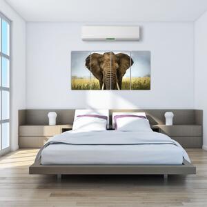 Slon - obraz (Obraz 160x80cm)