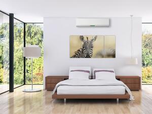 Zebra - obraz (Obraz 160x80cm)