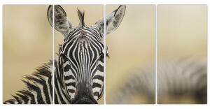 Zebra - obraz (Obraz 160x80cm)