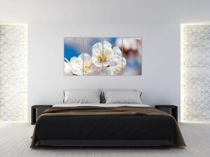 Kvet čerešne - obraz (Obraz 160x80cm)