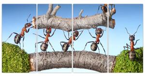 Obraz mravcov (Obraz 160x80cm)