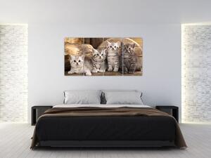 Mačiatka - obraz (Obraz 160x80cm)