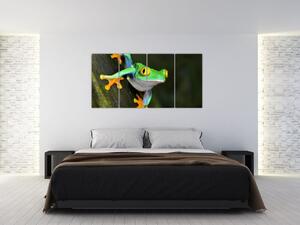 Žaba - obraz (Obraz 160x80cm)