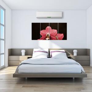 Ružová orchidea - obraz (Obraz 160x80cm)