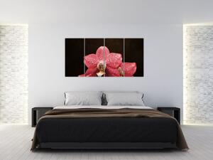 Ružová orchidea - obraz (Obraz 160x80cm)