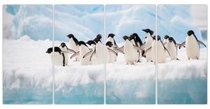 Tučniaci - obraz (Obraz 160x80cm)