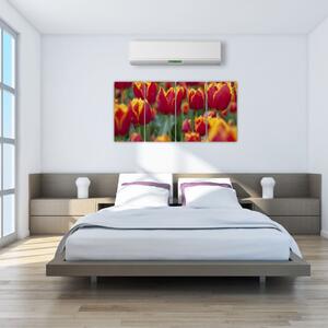 Tulipánové polia - obraz (Obraz 160x80cm)