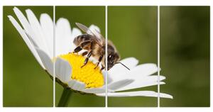 Včela na sedmokráske - obraz (Obraz 160x80cm)
